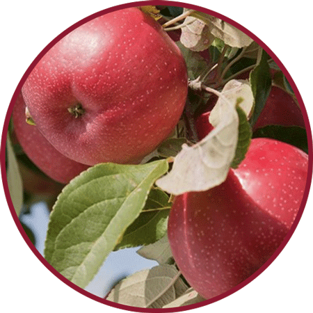 Bushel of apples hanging in a tree
