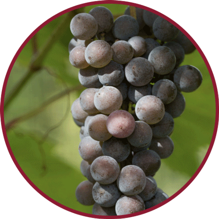 Cluster of grapes